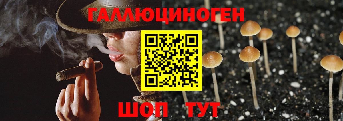 Галлюциногенные грибы мицелий  Галлюциногенные грибы Psilocybine cubensis  Майкоп  Вход с VPN 